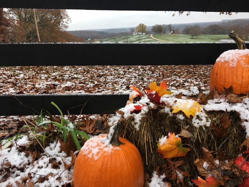 pumpkins in the fall